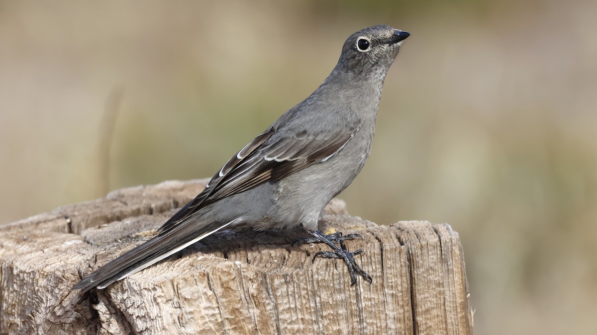 Townsend's Solitaire - ML504382241