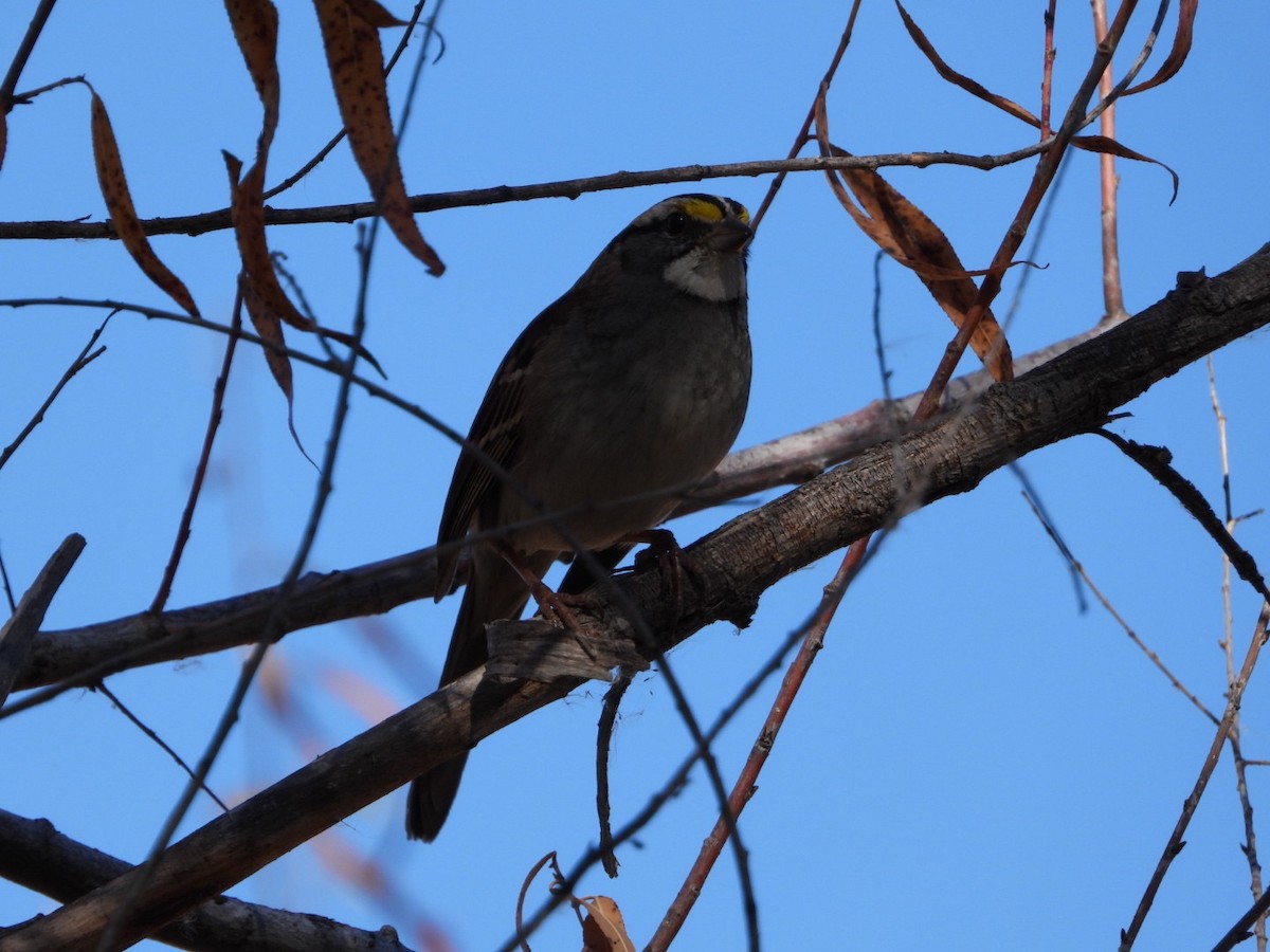 White-throated Sparrow - ML504382571