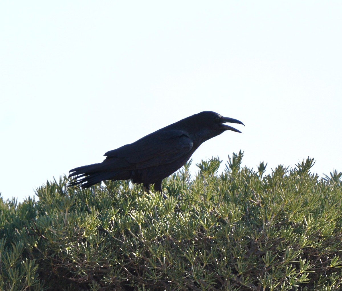 Common Raven - Sibylle Hechtel