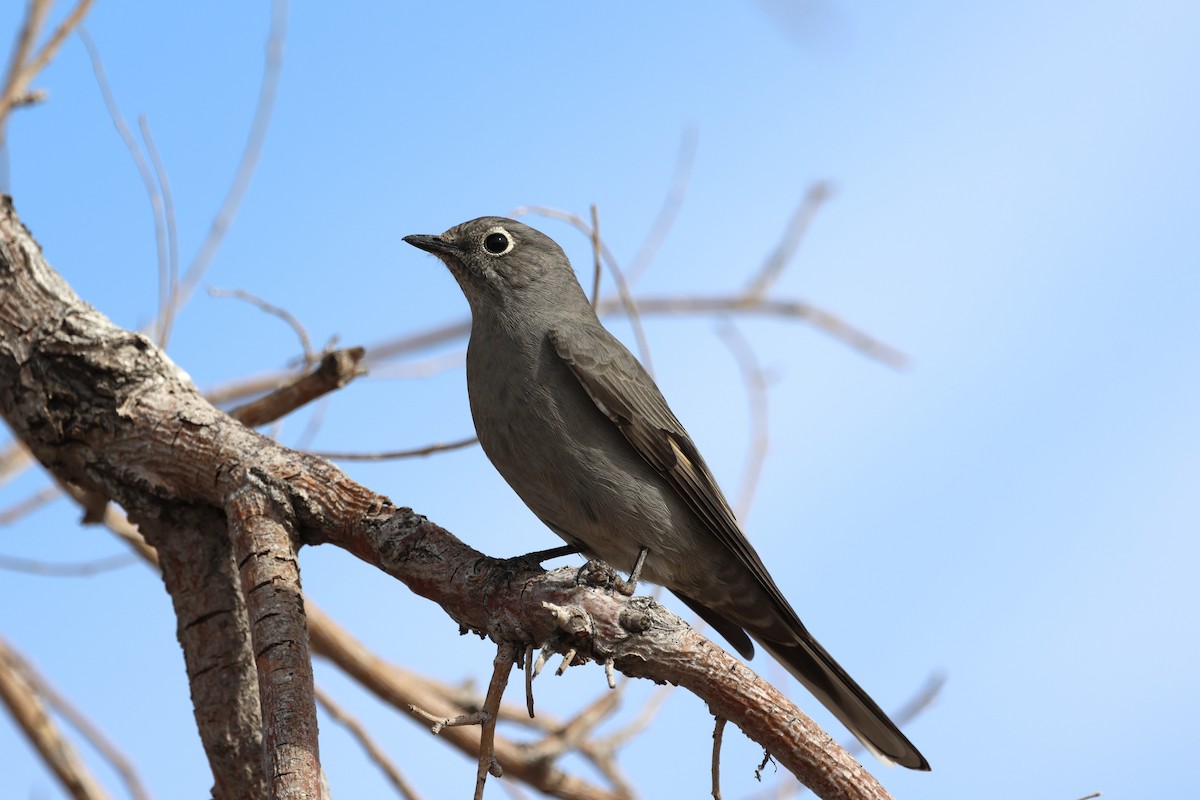 Townsend's Solitaire - ML504383681