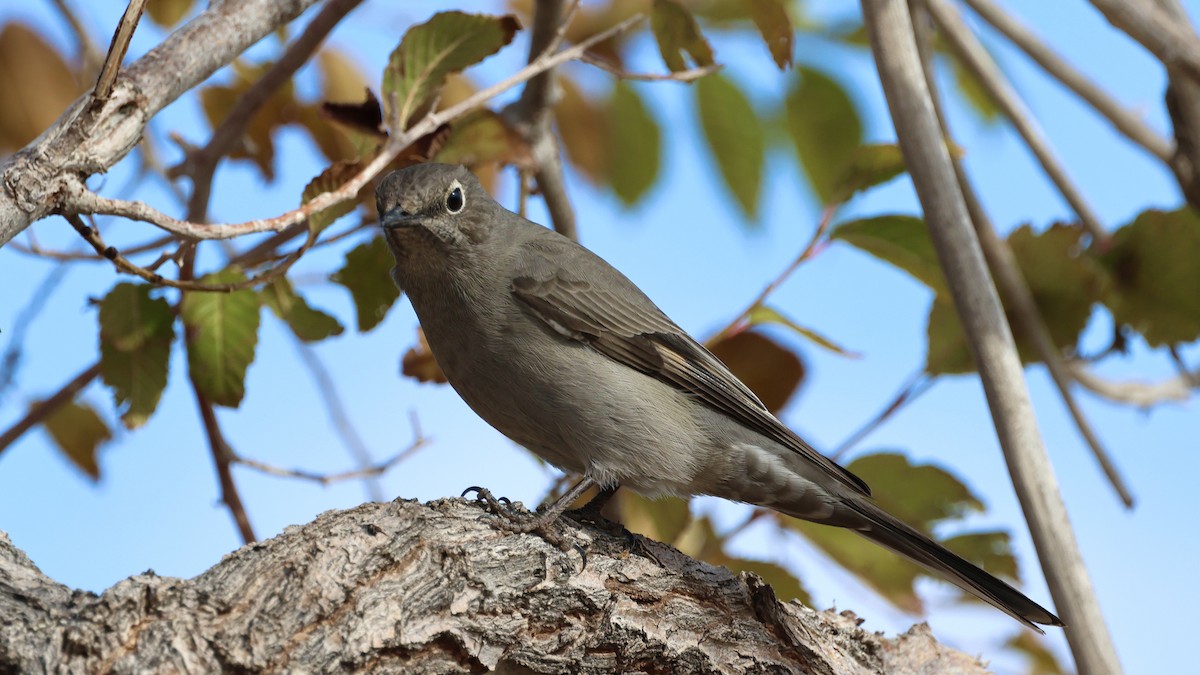 Townsend's Solitaire - ML504383781