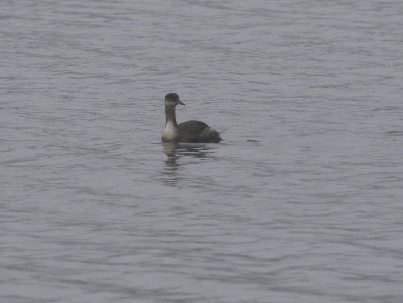 Red-necked Grebe - ML504384601