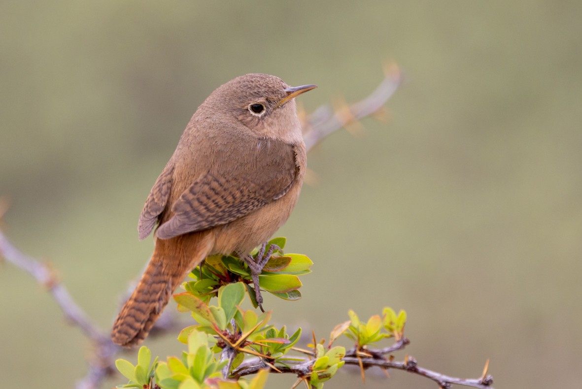 House Wren - Sergio Rivero Beneitez