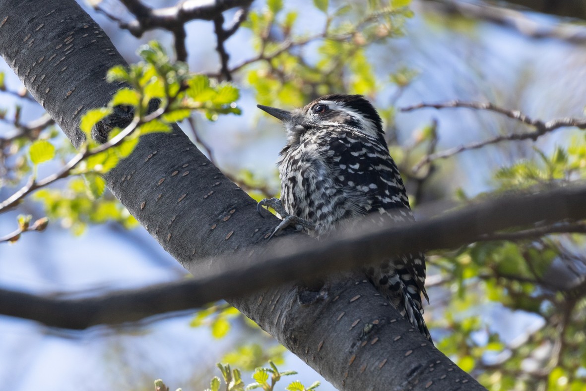 Striped Woodpecker - ML504384971