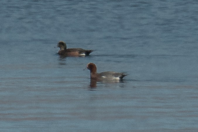 Eurasian Wigeon - ML504386261