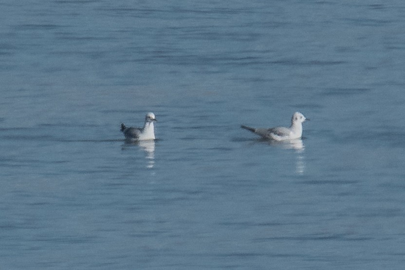 Bonaparte's Gull - ML504386341