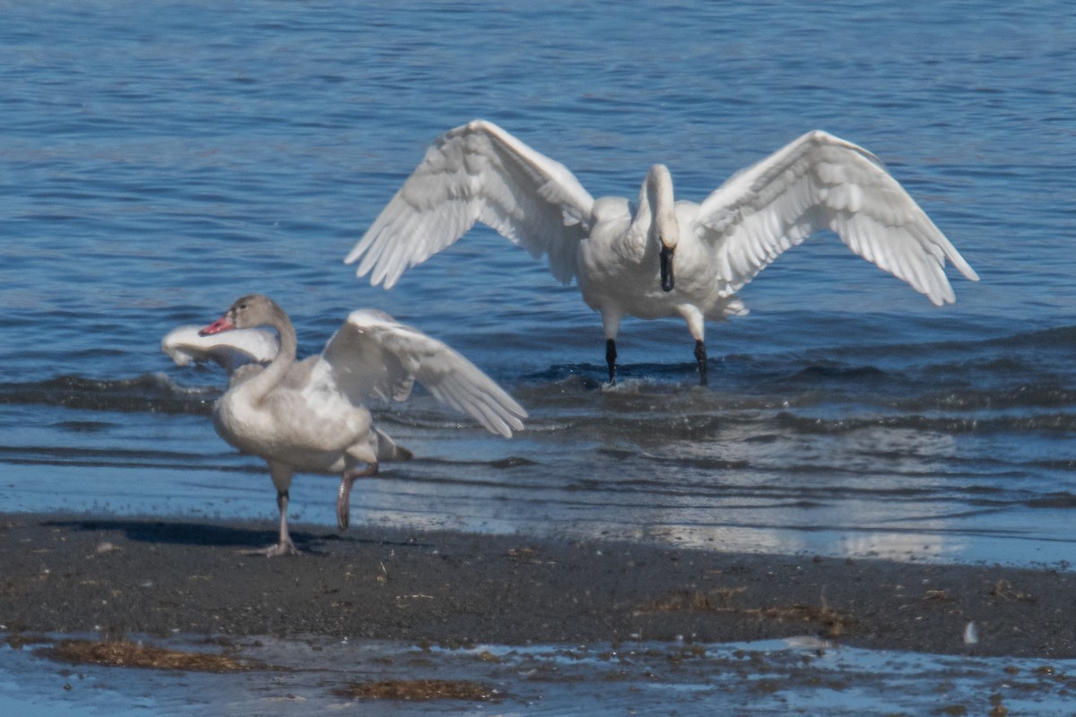 Tundra Swan - ML504386411