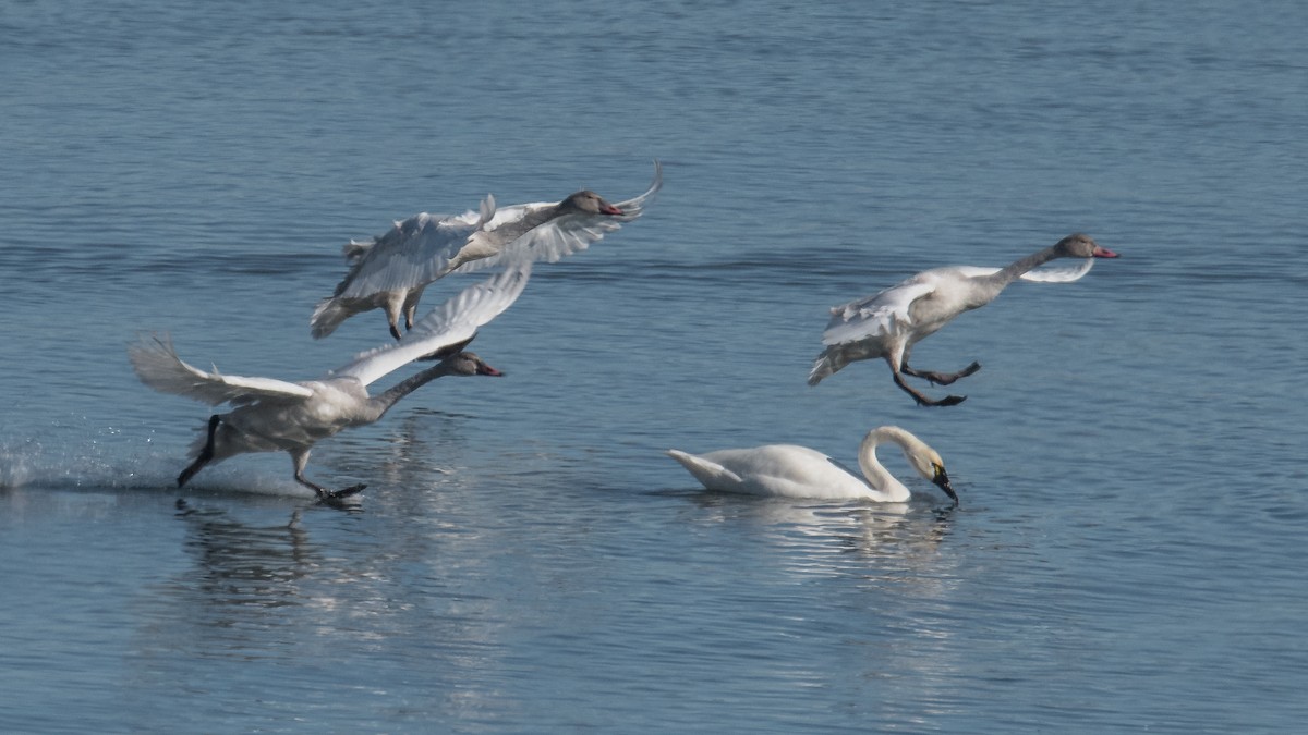 Tundra Swan - ML504386421