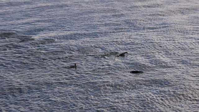 Red-breasted Merganser - ML504387691