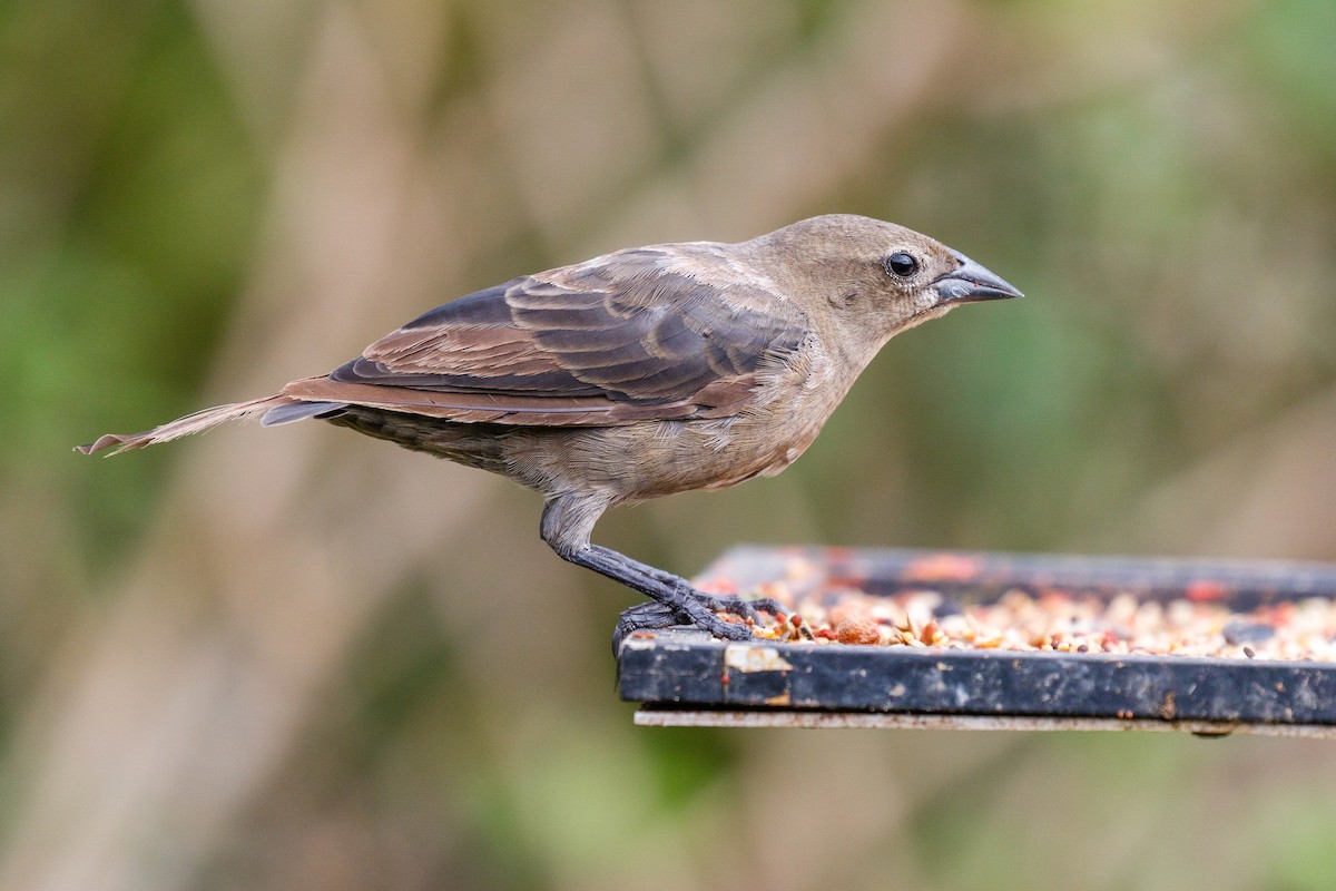 Shiny Cowbird - Donald Schneider