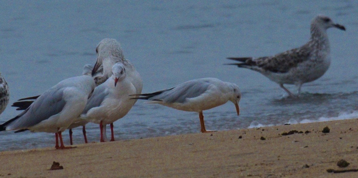 Slender-billed Gull - ML504389031