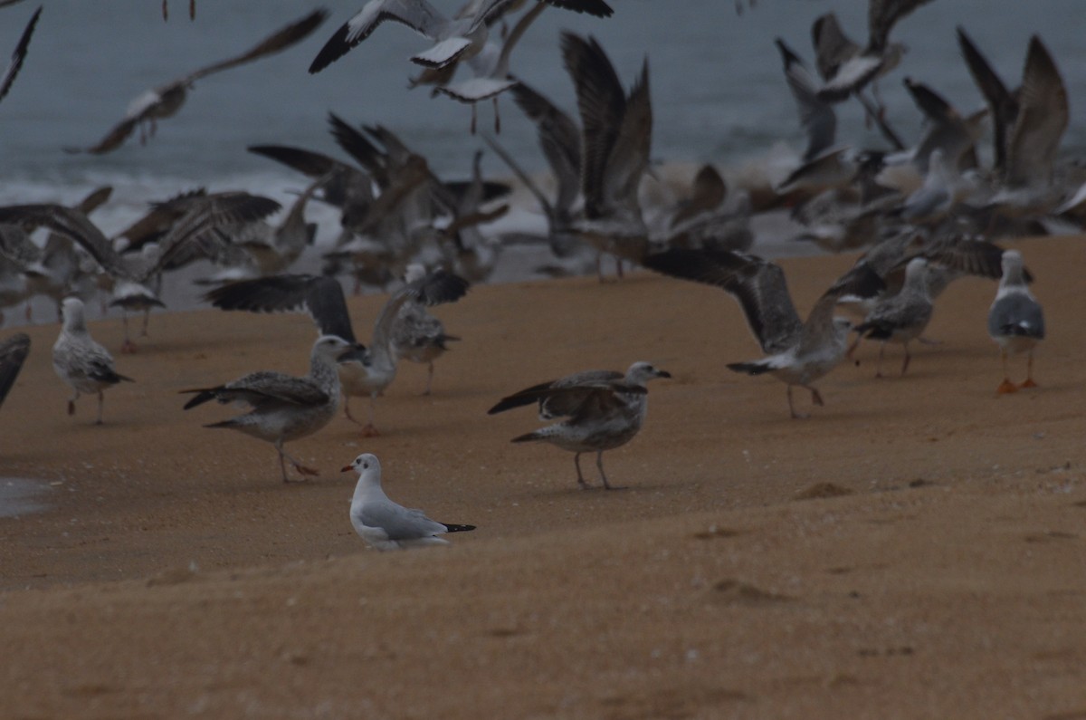 Lesser Black-backed Gull - ML504390251