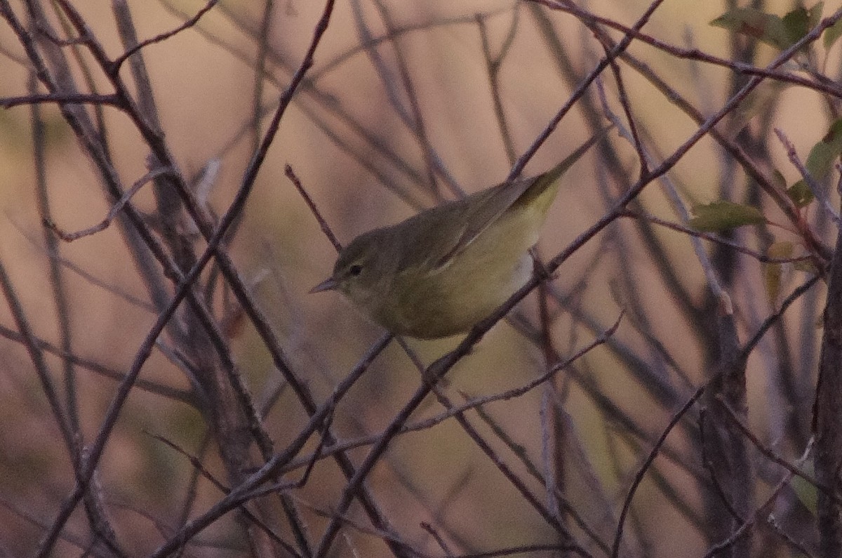 Orange-crowned Warbler - ML504391391