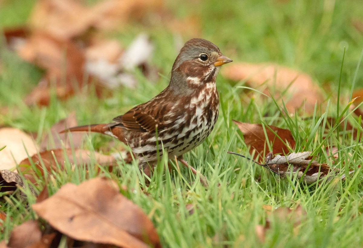 Fox Sparrow - ML504391781