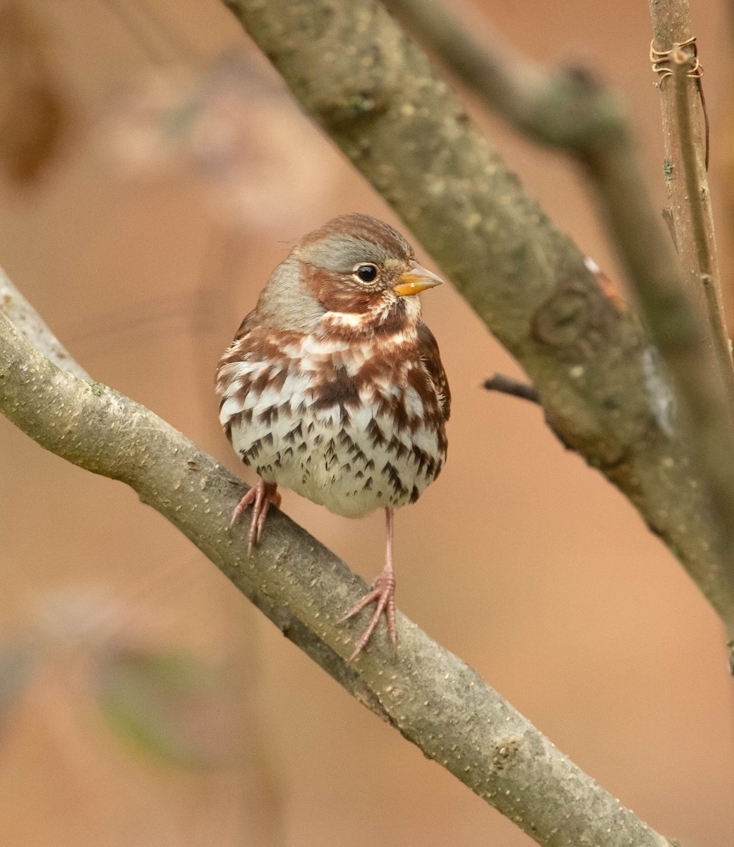 Fox Sparrow - ML504391841