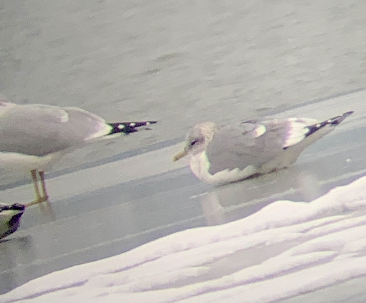 Short-billed Gull - ML504392171