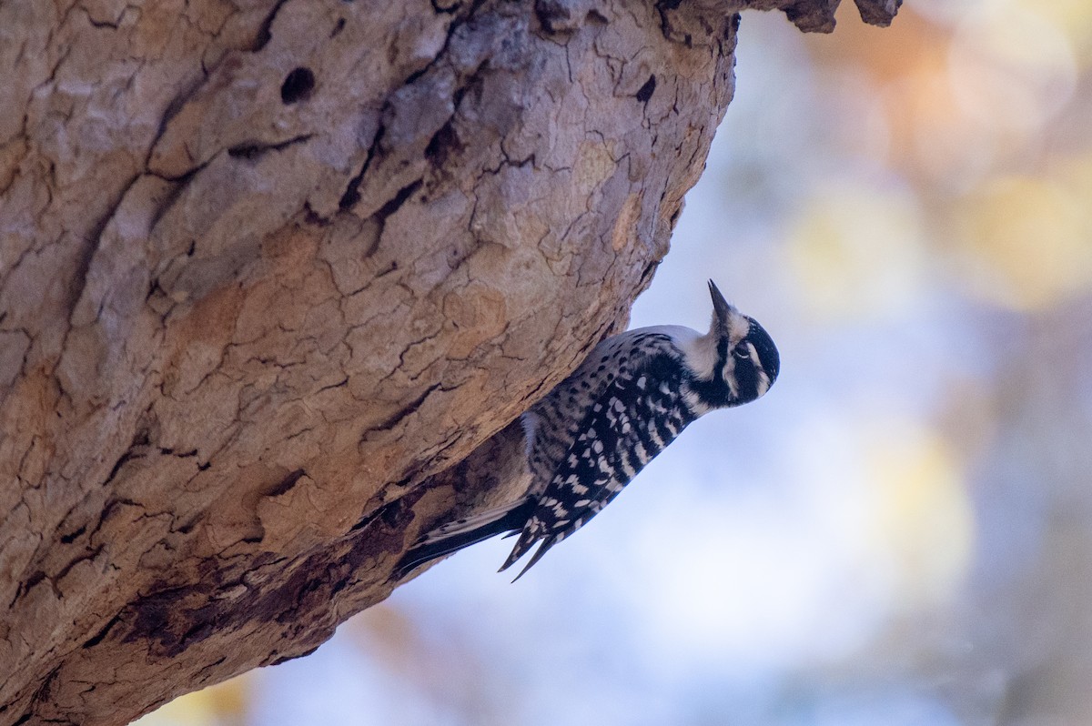 Nuttall's Woodpecker - ML504393031