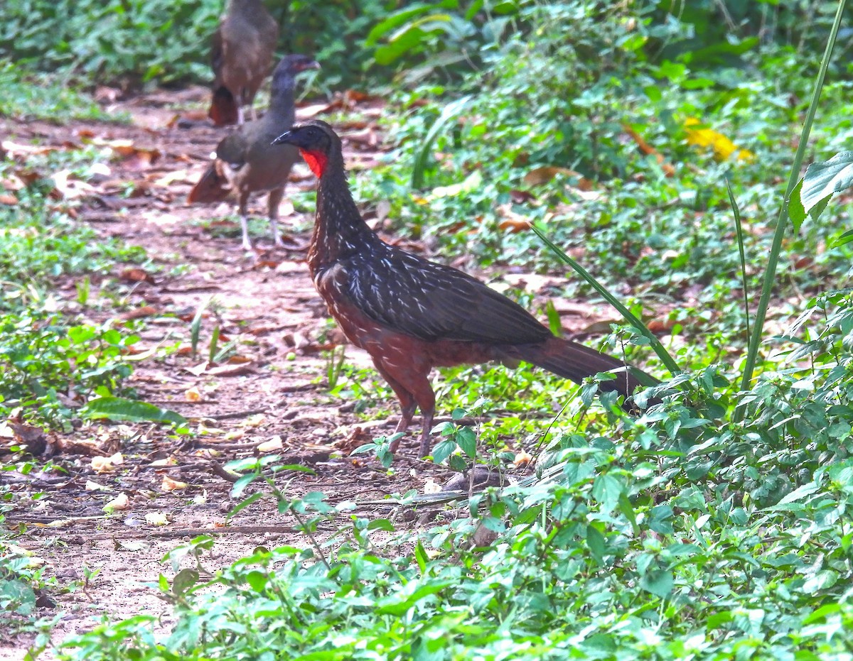 Chestnut-bellied Guan - Sara Gravatt-Wimsatt