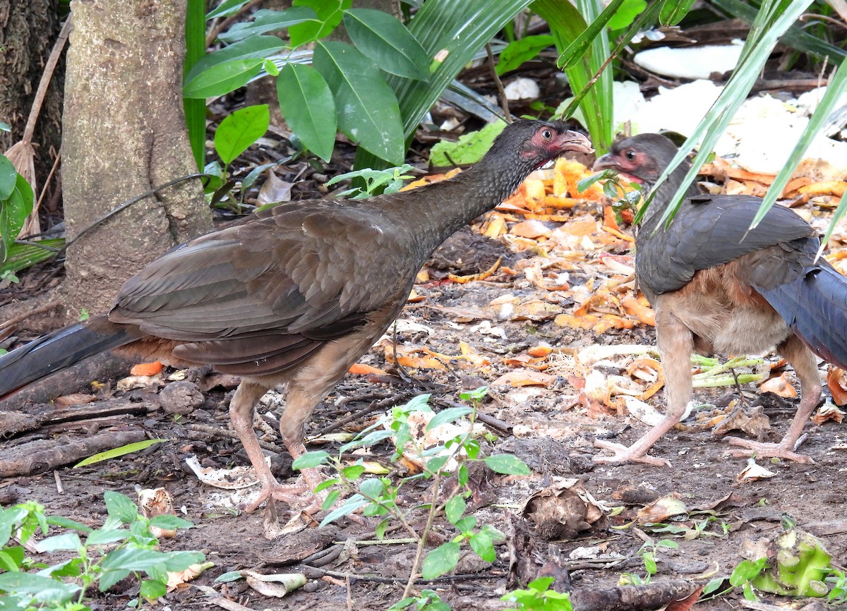 Chaco Chachalaca - Sara Gravatt-Wimsatt