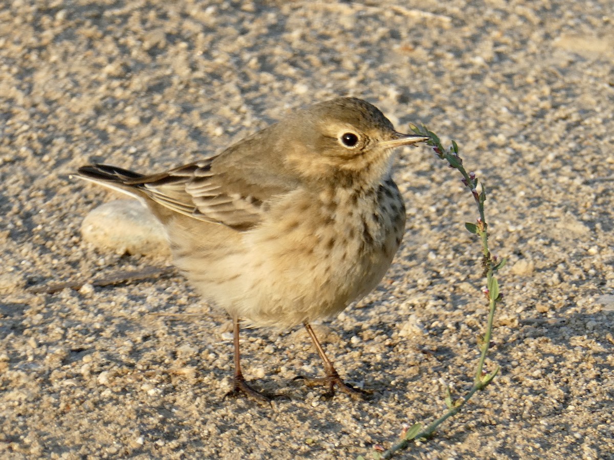 American Pipit - 🦆 Dan Pittenger 🦆