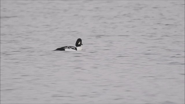 Barrow's Goldeneye - ML504396011