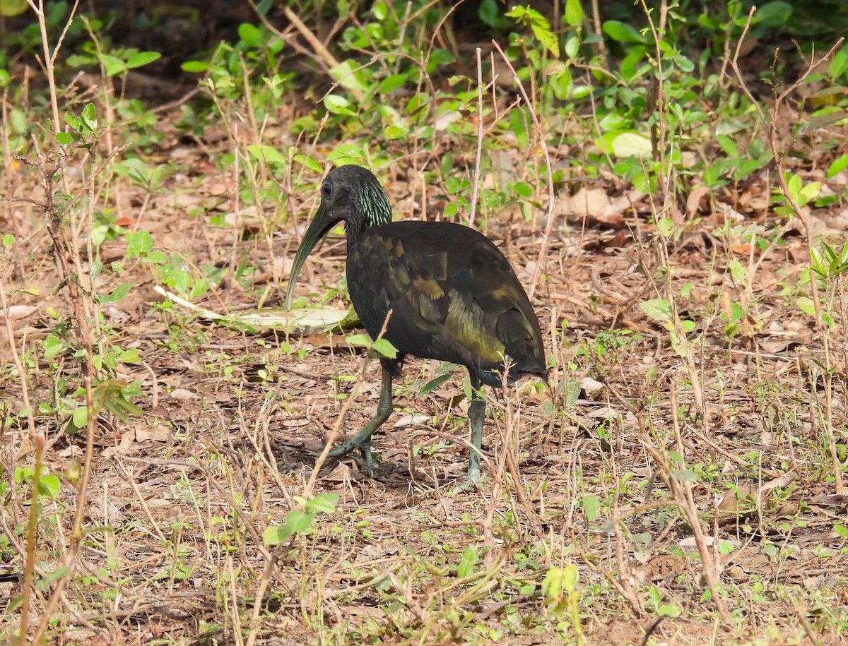 ibis zelený - ML504396741