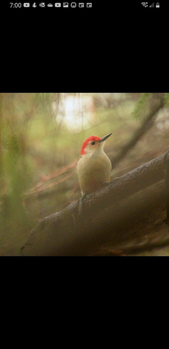 Red-bellied Woodpecker - ML504397741