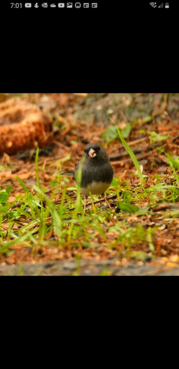 Dark-eyed Junco (Slate-colored) - ML504397951