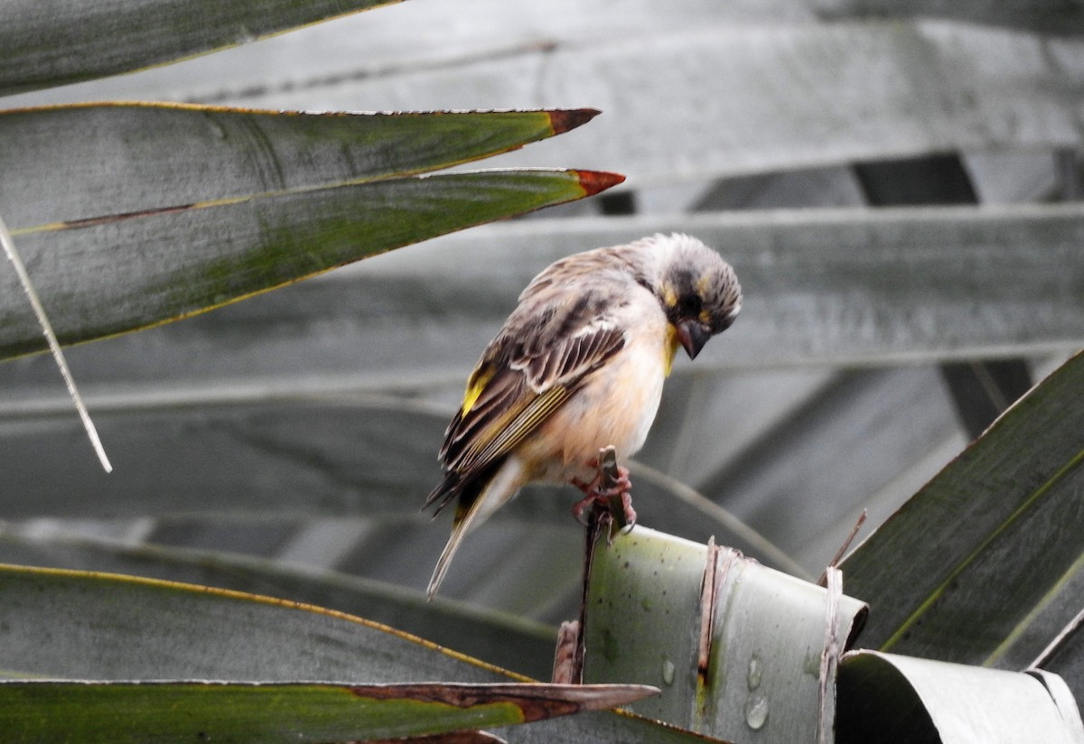 Lemon-breasted Seedeater - ML504401751