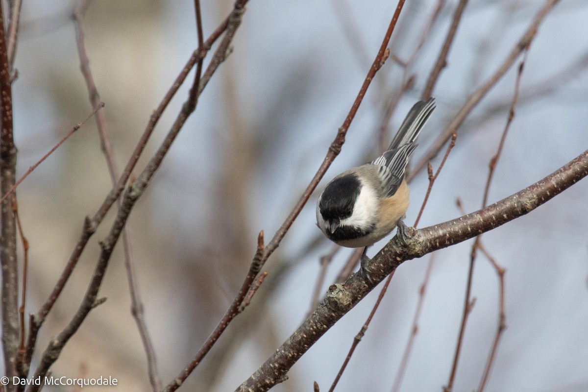 Black-capped Chickadee - ML504401931