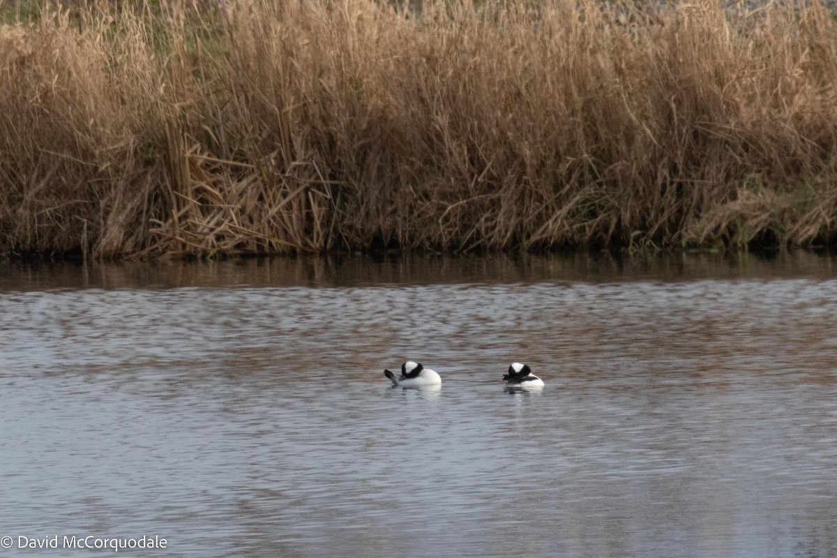 Bufflehead - ML504401951