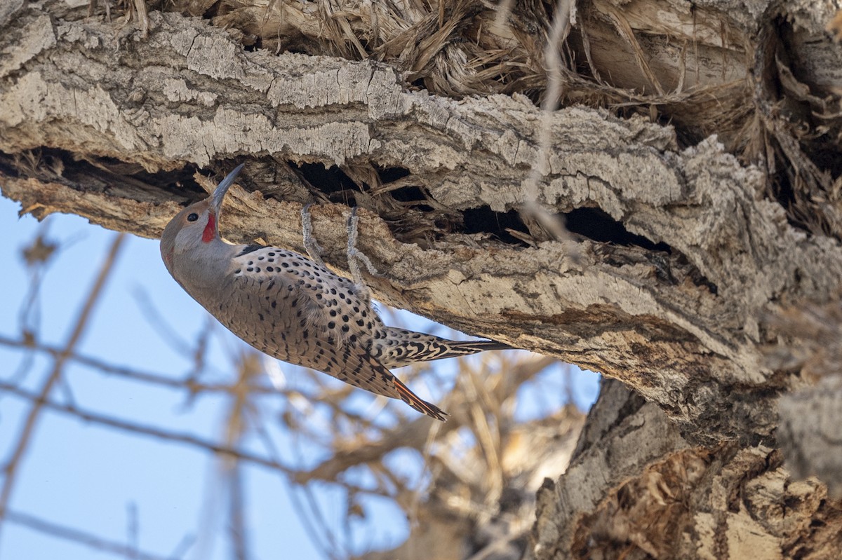 Northern Flicker - ML504402011