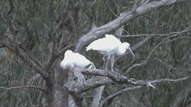 Yellow-billed Spoonbill - ML504402731