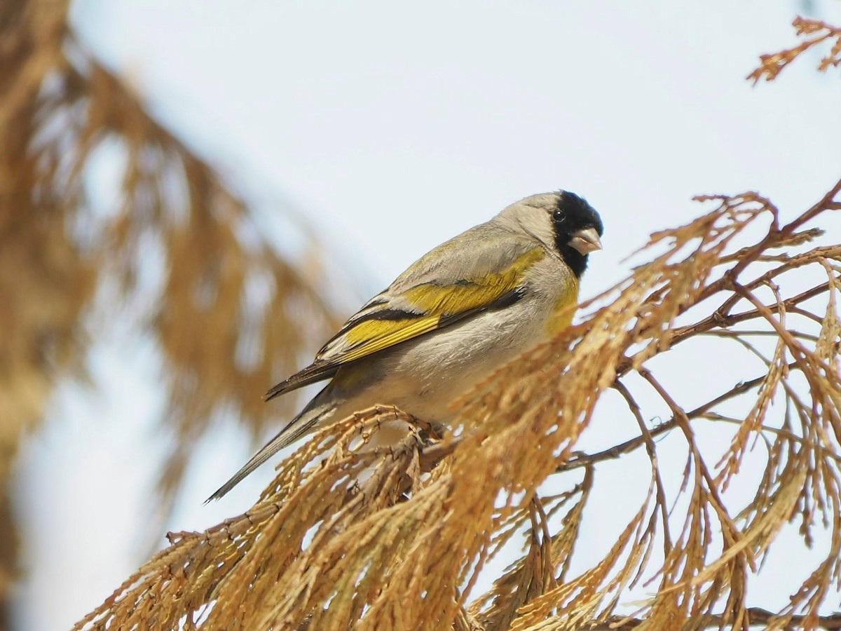 Lawrence's Goldfinch - Adam Winer