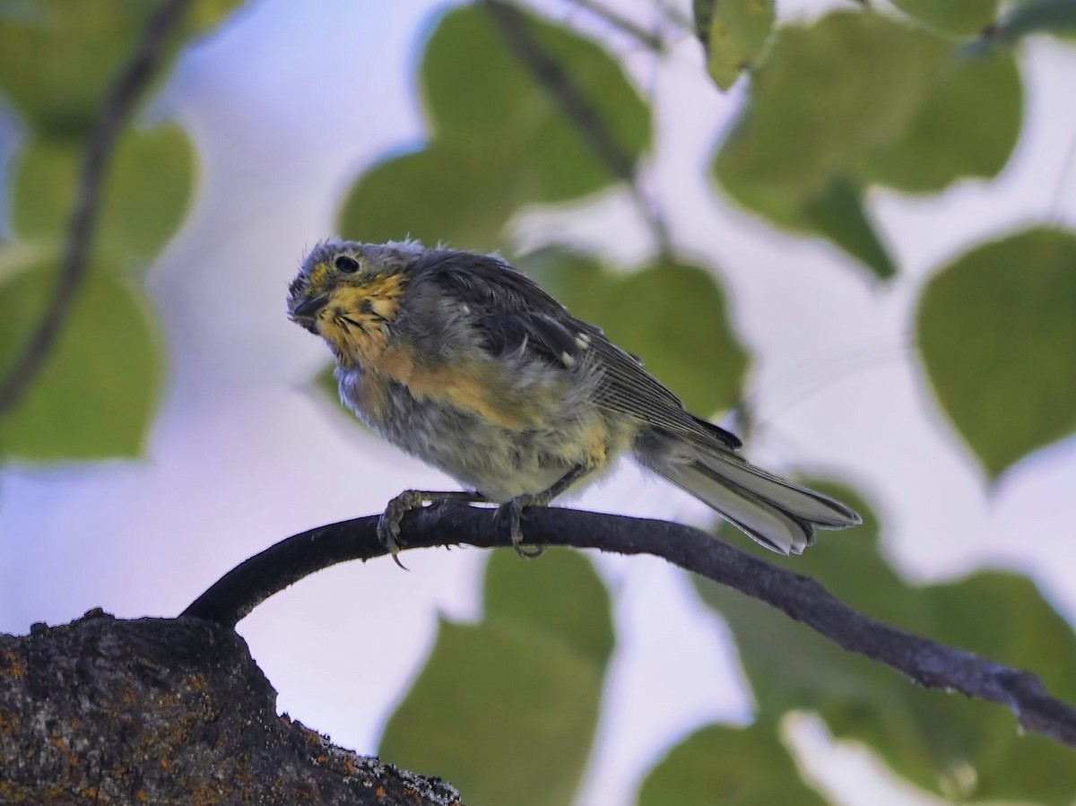 Hermit Warbler - ML504403151