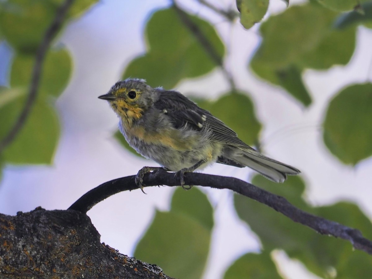 Hermit Warbler - ML504403161