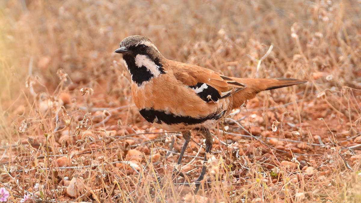 Western Quail-thrush - Elaine Rose