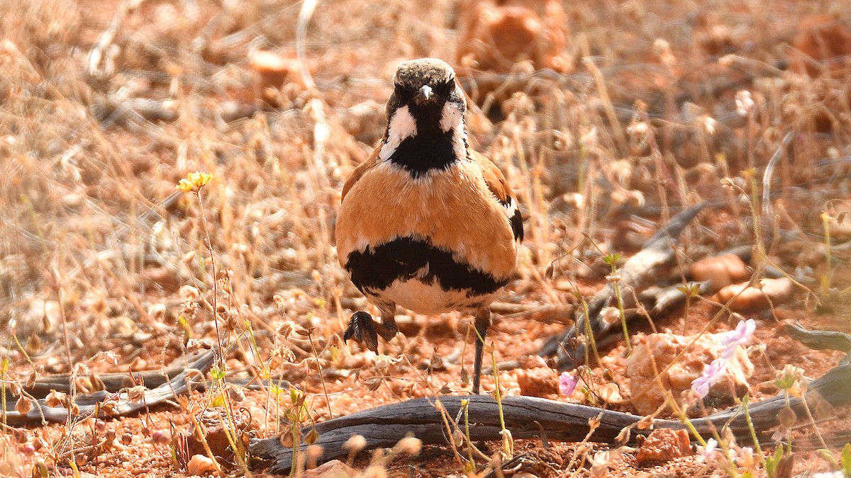 Western Quail-thrush - Elaine Rose