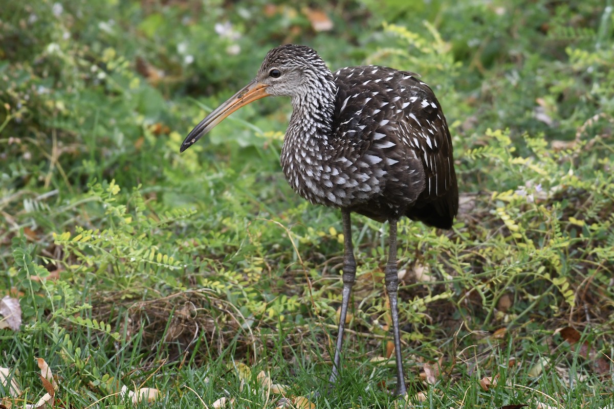 Limpkin - Tim Healy