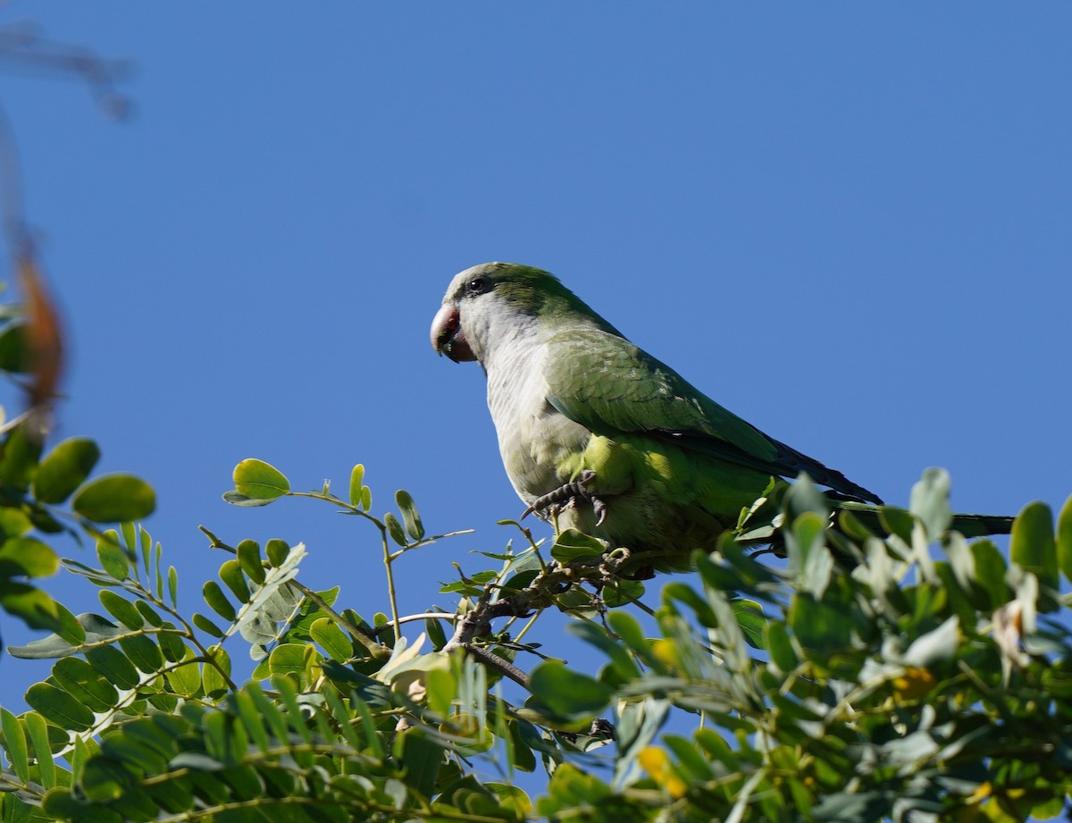 Monk Parakeet - ML504405751