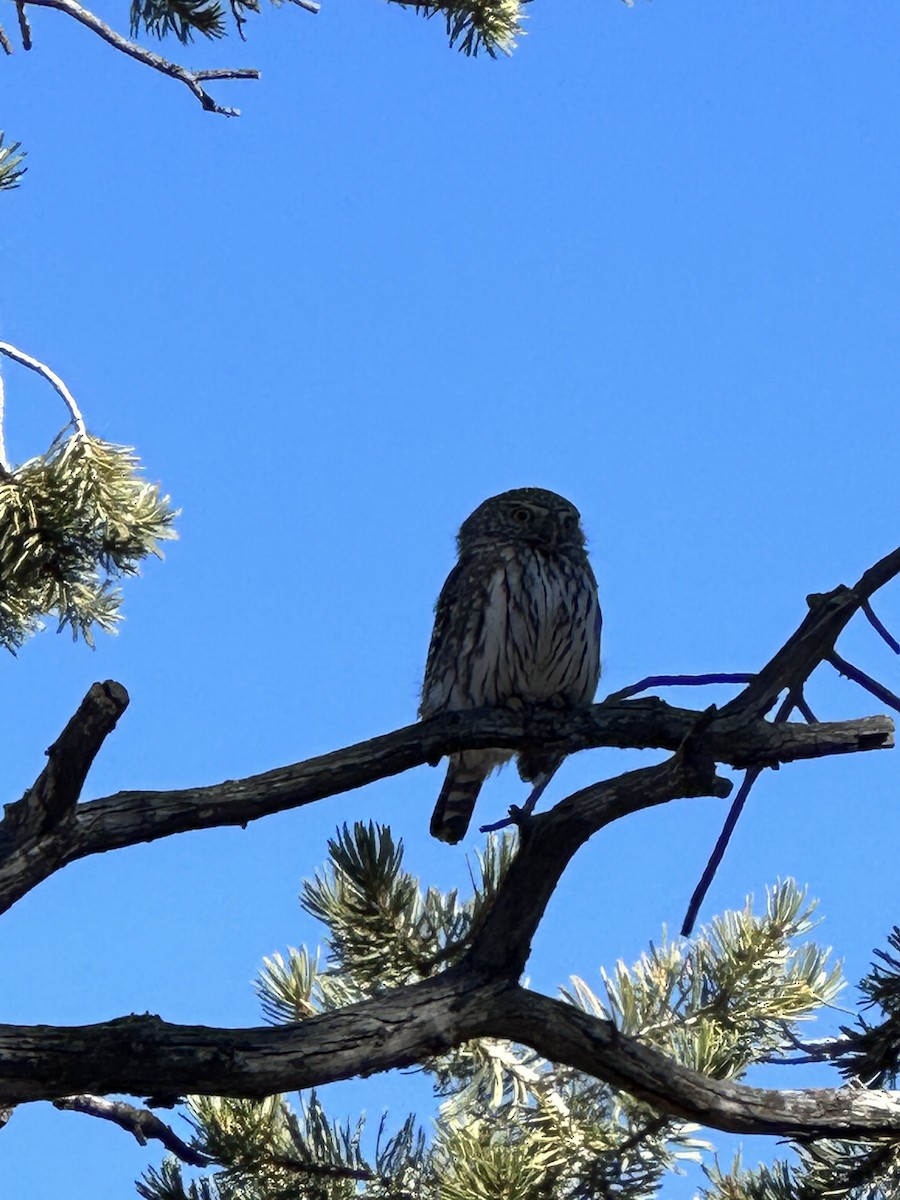 Northern Pygmy-Owl - ML504406321