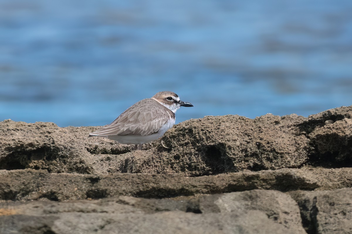 Wilson's Plover - ML504409731