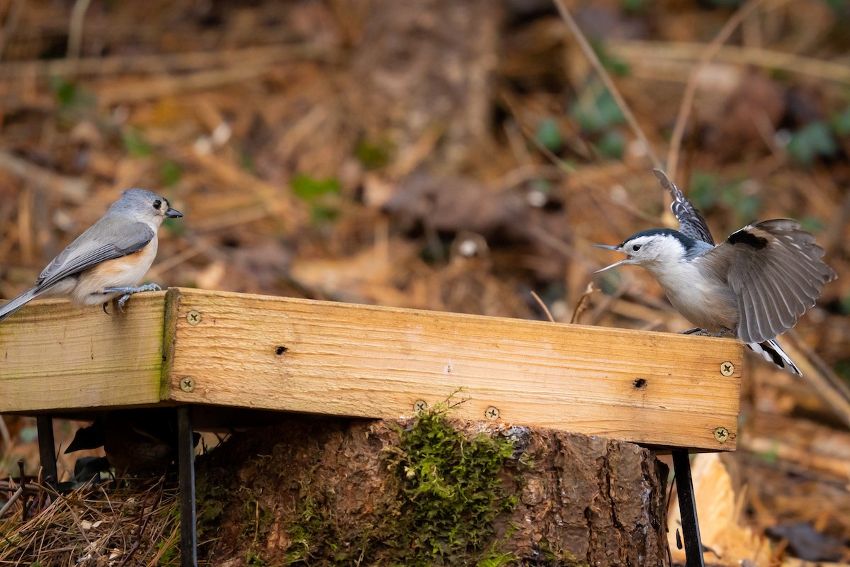 White-breasted Nuthatch - Isaac Howell