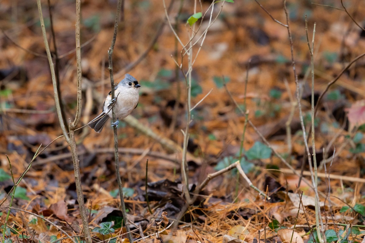 Tufted Titmouse - Isaac Howell