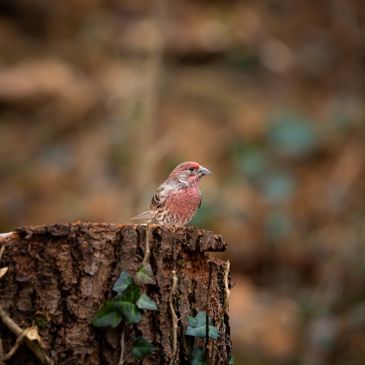 House Finch - ML504410271