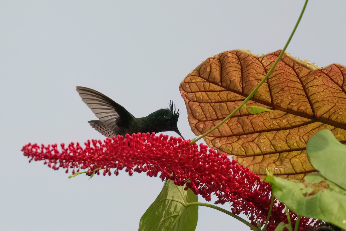 Antillean Crested Hummingbird - ML504410311