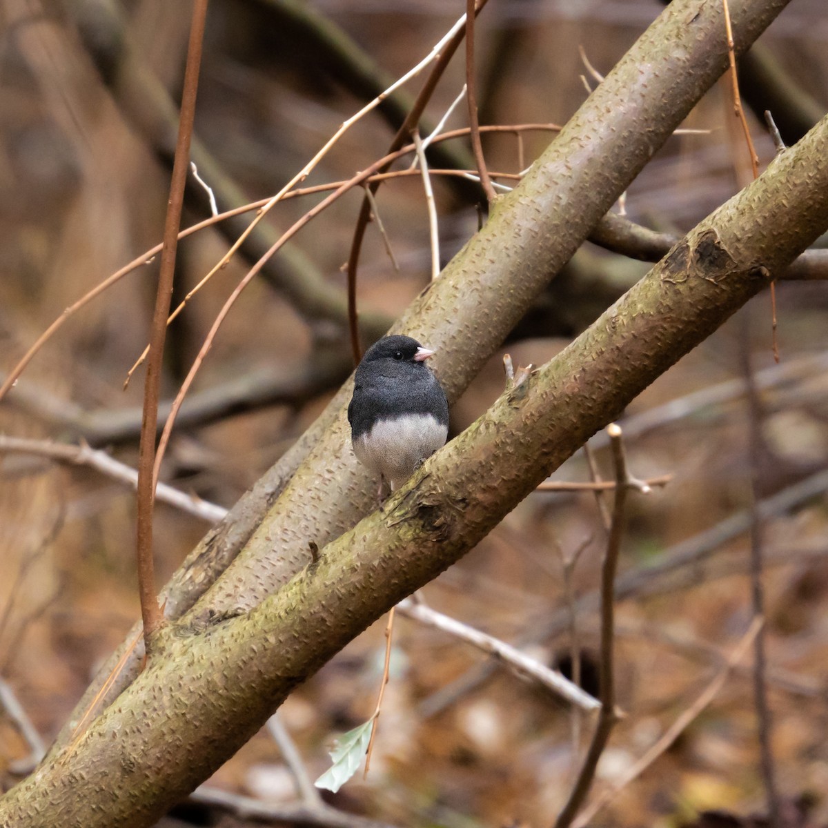 Dark-eyed Junco - Isaac Howell