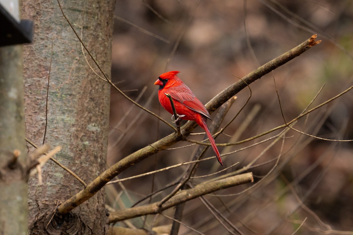 Northern Cardinal - Isaac Howell