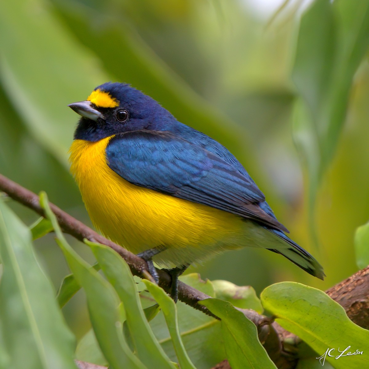 White-vented Euphonia - Julio Leon