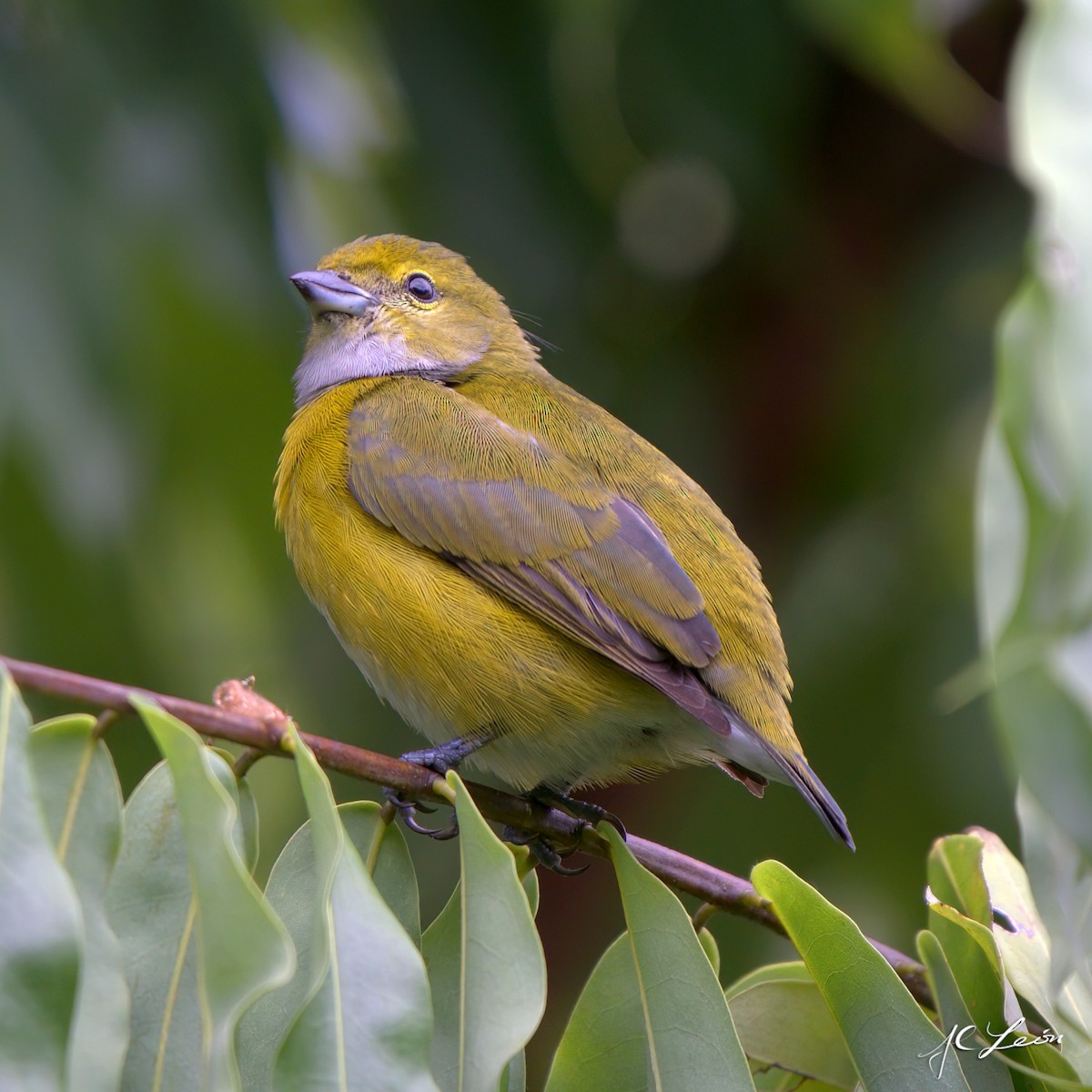 White-vented Euphonia - ML504410621